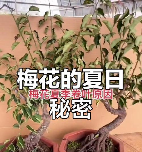 夏天梅花的生长状态如何？