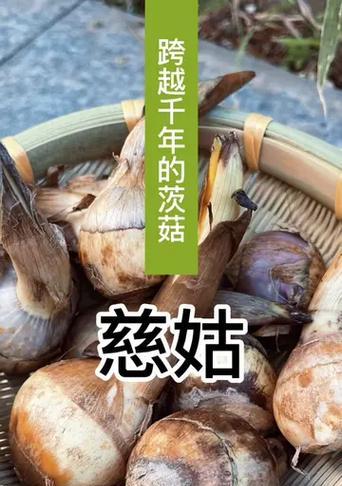 慈姑的特征和用途是什么？慈姑与其他植物的区别？