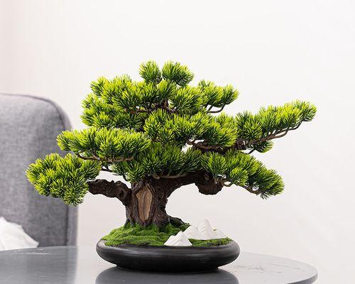 迎客松盆栽装饰品小摆件如何摆放？有哪些风水讲究？