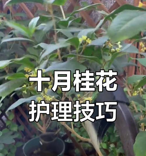 桂花树养护需要注意哪些问题？