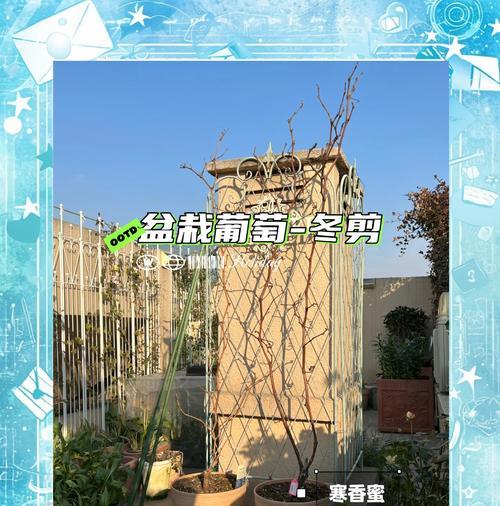盆栽葡萄结果数量的控制方法是什么？