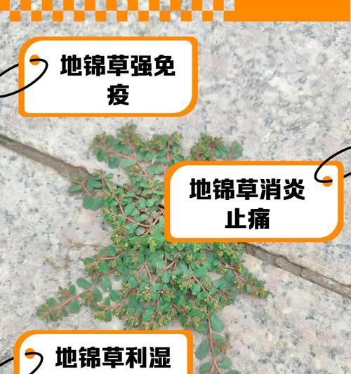 锦屏藤的种植方法是什么？如何保证其快速生根？