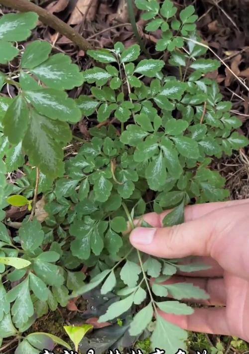 锦屏藤的种植方法是什么？如何保证其快速生根？