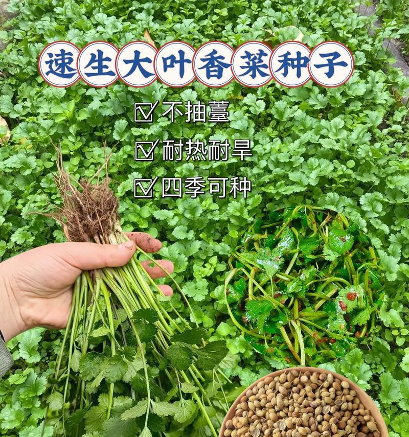 香菜种子播种方法是什么？如何确保香菜种子的发芽率？