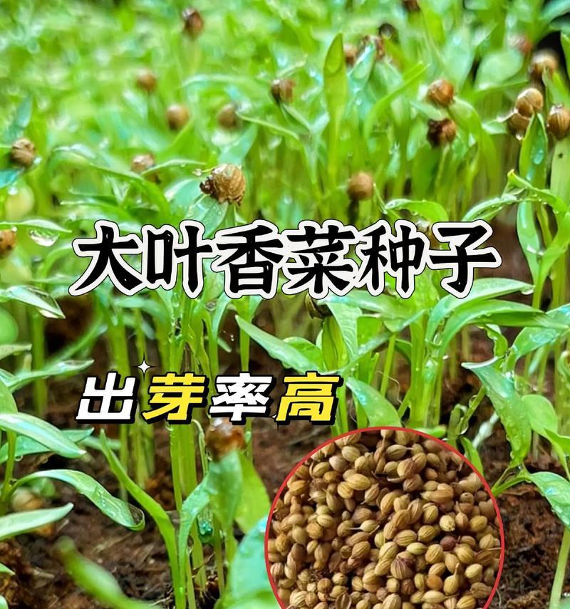 香菜种子播种方法是什么？如何确保香菜种子的发芽率？