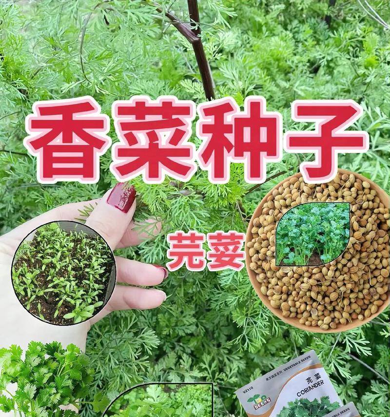 香菜种子播种方法是什么？如何确保香菜种子的发芽率？
