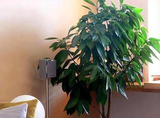 盆景花盆种植哪些树种最合适？如何选择合适的树种？