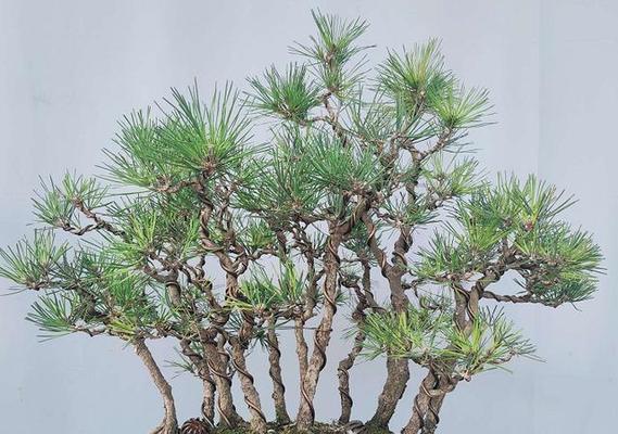 盆景花盆种植哪些树种最合适？如何选择合适的树种？
