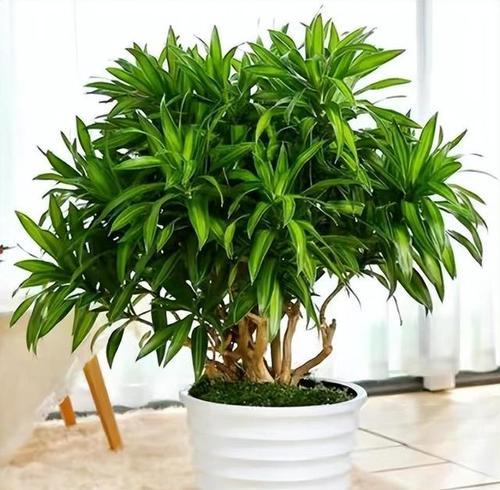 盆景花盆种植哪些树种最合适？如何选择合适的树种？