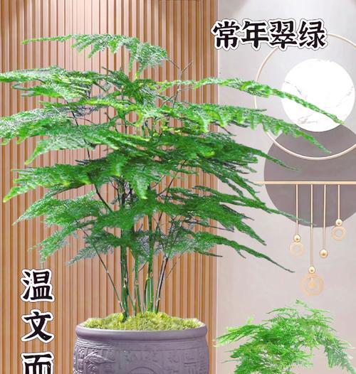 文竹叶片变黄的原因是什么？如何恢复其绿色生机？