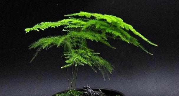文竹叶片变黄的原因是什么？如何恢复其绿色生机？