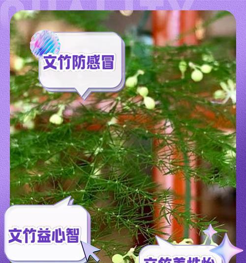 文竹叶片变黄的原因是什么？如何恢复其绿色生机？