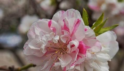桃花有哪些种类？如何区分不同品种的桃花？