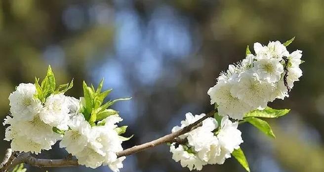 桃花有哪些种类？如何区分不同品种的桃花？