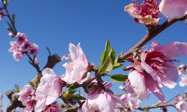 桃花有哪些种类？如何区分不同品种的桃花？