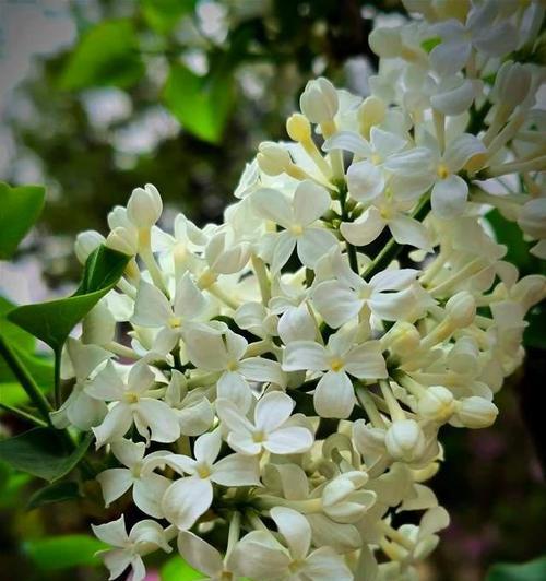 丁香花种植需要注意什么？