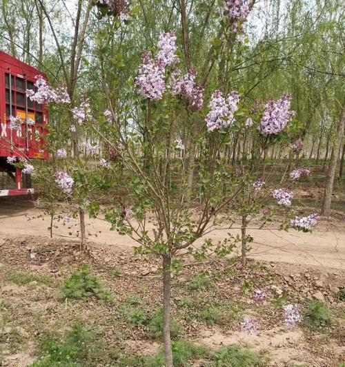 丁香花种植需要注意什么？