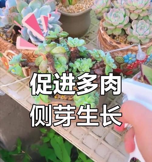 多肉植物叶片如何种植？种植多肉叶片有哪些注意事项？