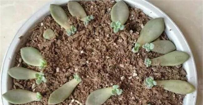 多肉植物叶片如何种植？种植多肉叶片有哪些注意事项？