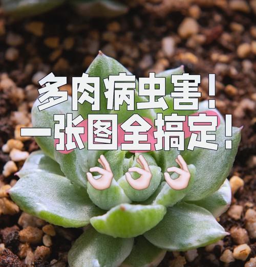 多肉叶片黑腐了怎么办？如何预防和处理？