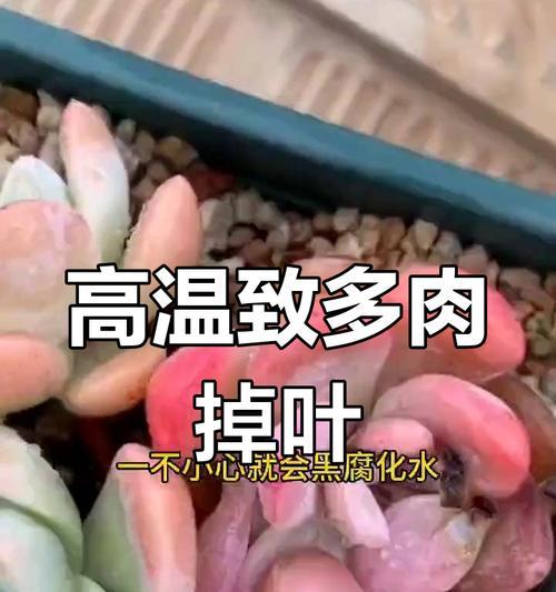 多肉叶片黑腐了怎么办？如何预防和处理？