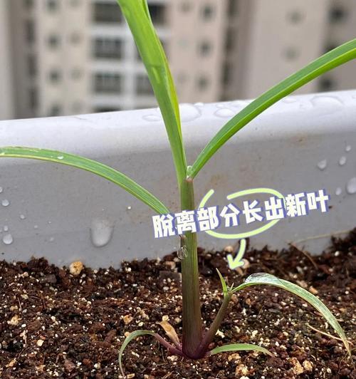香茅种植的技巧有哪些？如何保证香茅的生长？