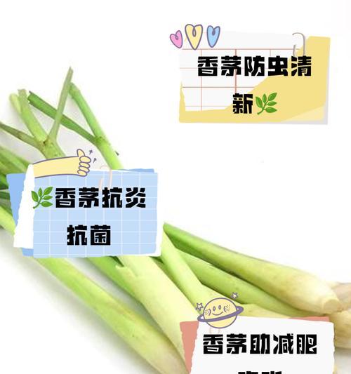 香茅种植的技巧有哪些？如何保证香茅的生长？