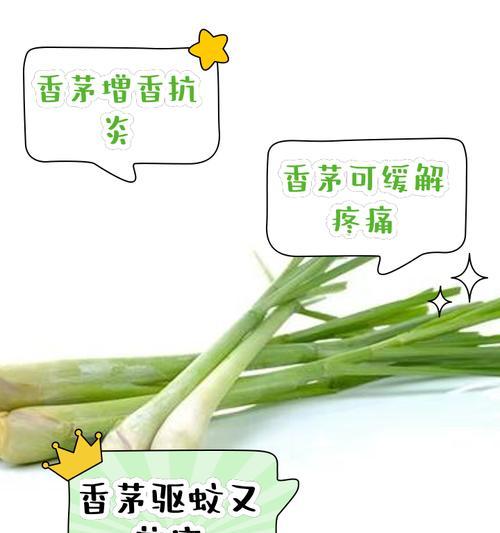 香茅种植的技巧有哪些？如何保证香茅的生长？