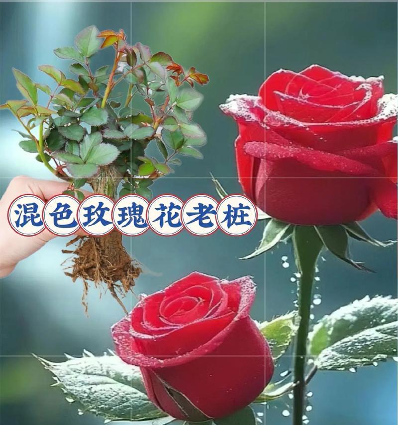 玫瑰花的养护方法是什么？怎样才能养活玫瑰？