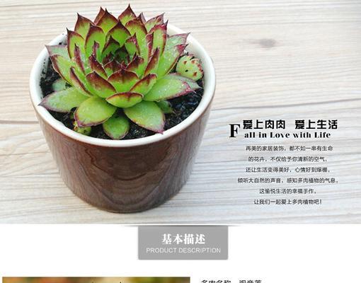 佛座莲养殖的常见问题是什么？