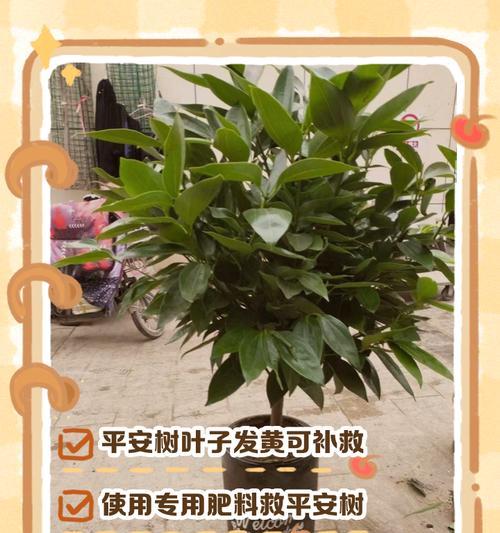 平安桂叶子发黄的原因是什么？如何处理？