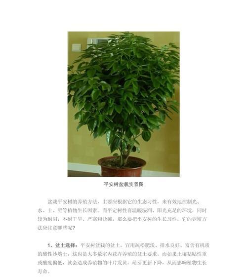 平安桂叶子发黄的原因是什么？如何处理？