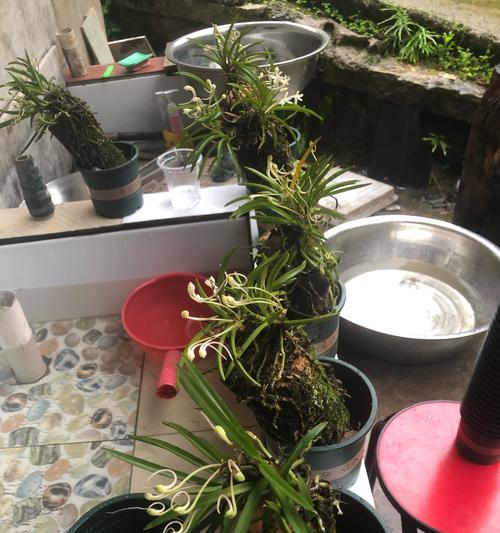 吊兰分株的最佳时机是什么时候？分株后如何照料？