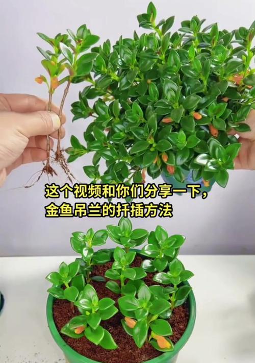 吊兰分株的最佳时机是什么时候？分株后如何照料？