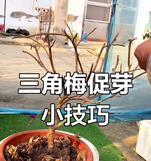 三角梅不发芽的原因是什么？