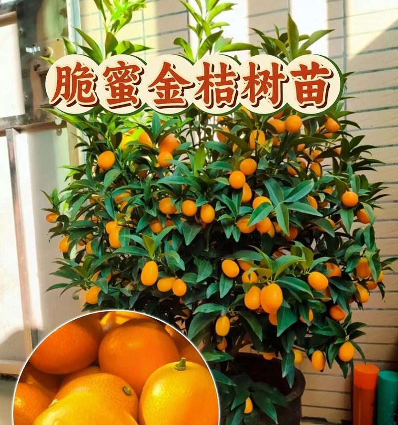 金桔花的养殖要点有哪些？怎样才能使其多开花？