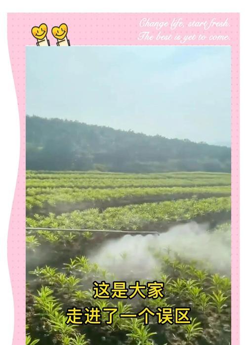 百合花的养殖技巧是什么？如何处理百合花的常见病害？