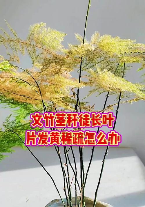 文竹叶子发黄的常见原因及解决方法？