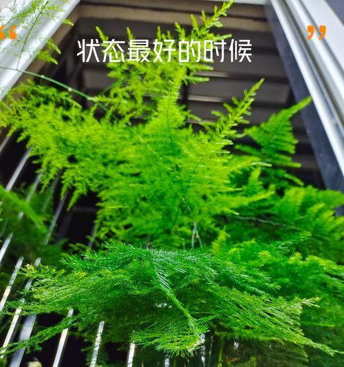 文竹叶子发黄的常见原因及解决方法？