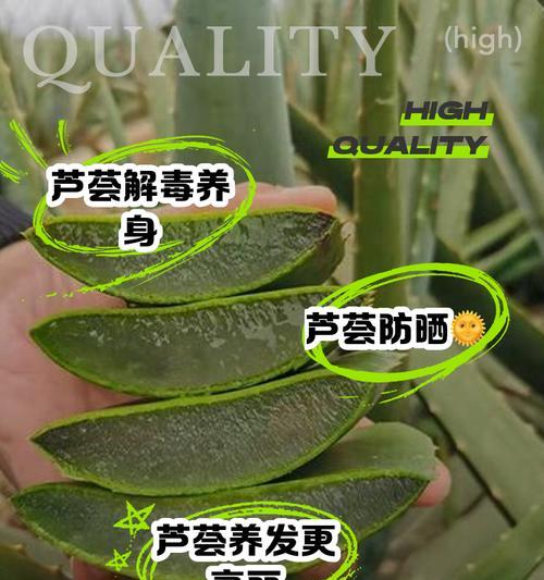 芦荟的养殖技巧是什么？如何保持健康生长？