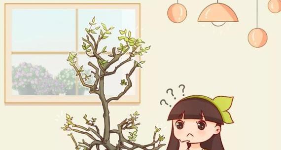 粉掌不开花的原因是什么？