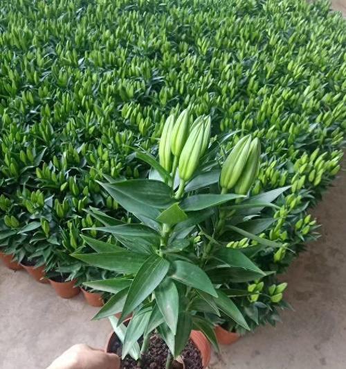 香水百合怎么浇水？浇水的正确方法和频率是什么？