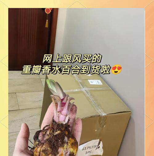 香水百合怎么浇水？浇水的正确方法和频率是什么？
