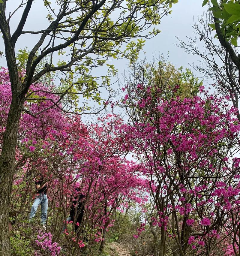 东北山上适合种植哪些花卉？如何确保花卉的越冬？
