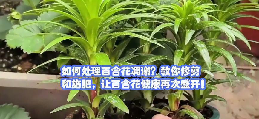 百合花枯萎的原因是什么？如何挽救？