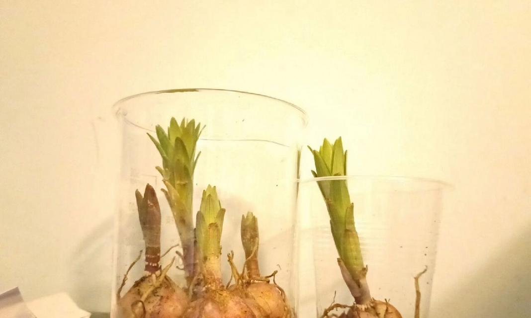 水培百合花怎么养？水培过程中有哪些要点？