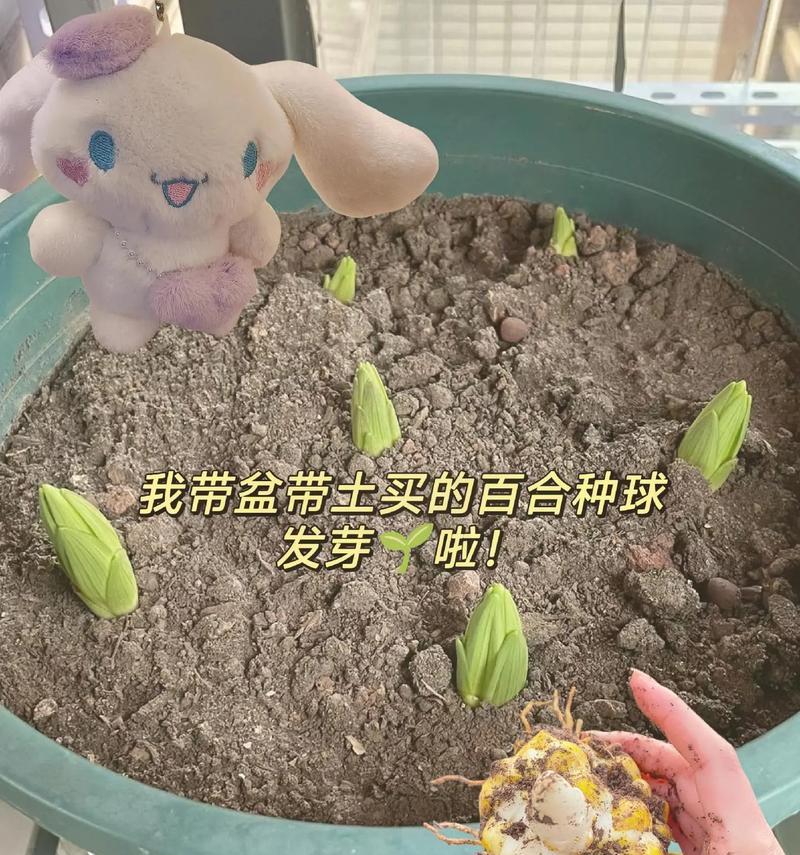 水培百合花怎么养？水培过程中有哪些要点？
