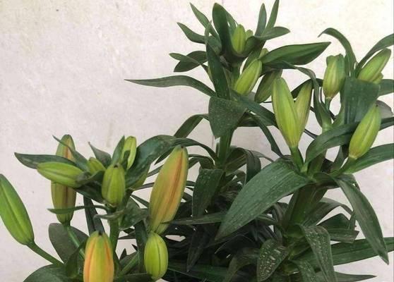 水培百合花怎么养？水培过程中有哪些要点？