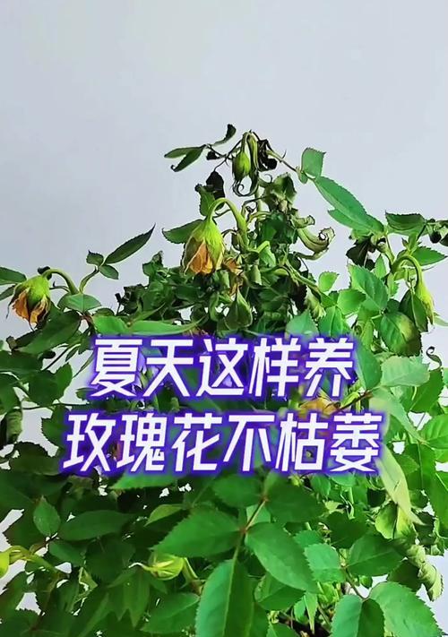 玫瑰花发黑枯萎的原因有哪些？如何预防玫瑰花枯萎？