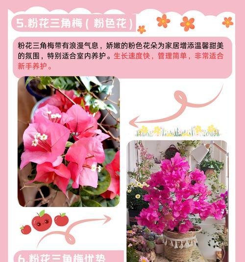 三角梅适合哪种花盆？如何选择合适的花盆？